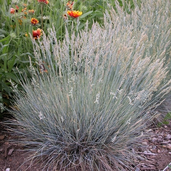 Festuca glauca 'Boulder Blue'