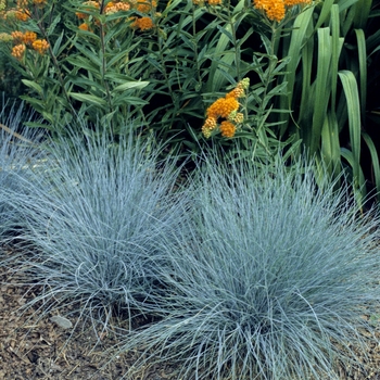 Festuca ovina glauca 'Elijah Blue'