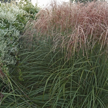 Miscanthus sinensis 'Ferner Osten' 