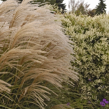 Miscanthus sinensis 'Graziella' 