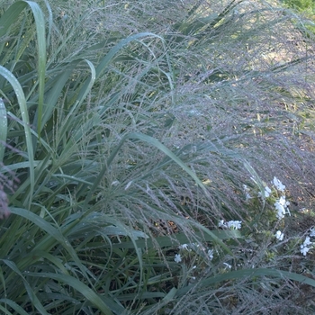 Panicum virgatum 'Dallas Blues' PP11202