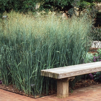 Panicum virgatum 'Heavy Metal' 