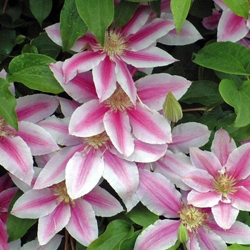 Clematis 'Doctor Ruppel'