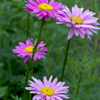 Tanacetum coccineum 'Robinson's Rose' 