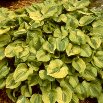 Hosta 'Grand Tiara' 