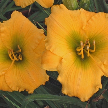 Hemerocallis 'Forty Carats'