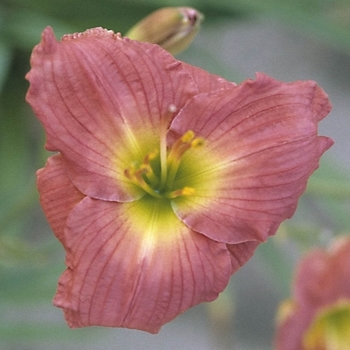 Hemerocallis 'Jeune Tom'