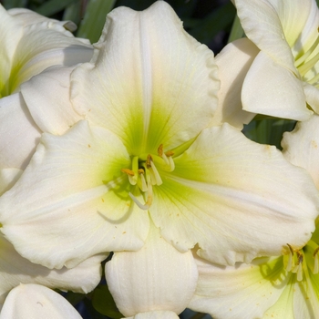 Hemerocallis 'Nanuq' 