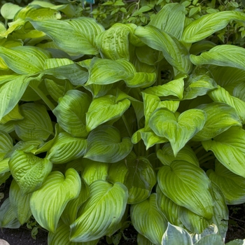 Hosta 'Stained Glass' 