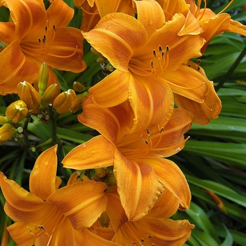 Hemerocallis 'Rocket City' 