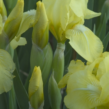 Iris 'Baby Blessed' 