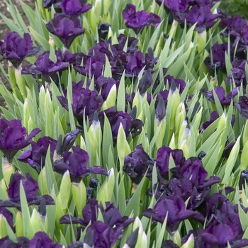 Iris 'Jewel Baby' 