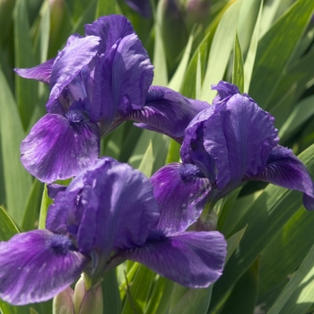 Iris 'Smell the Roses'