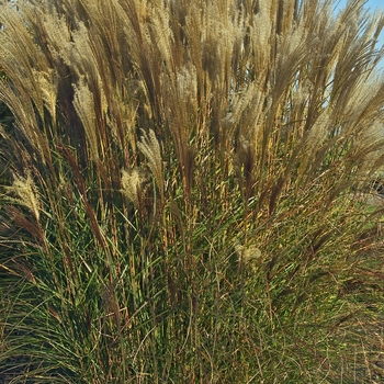 Miscanthus sinensis 'Nippon'