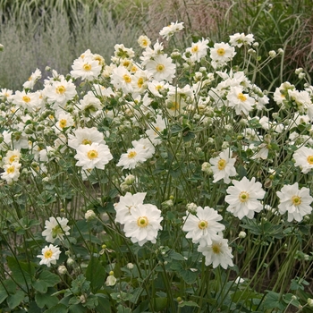 Anemone 'Frilly Knickers™' Anemone