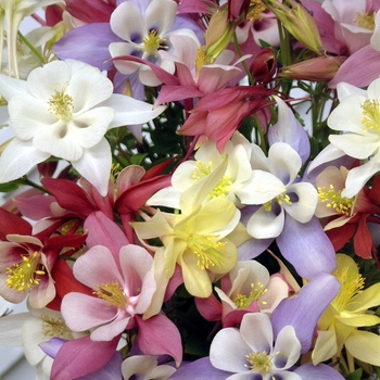 Aquilegia caerulea 'Mix' 