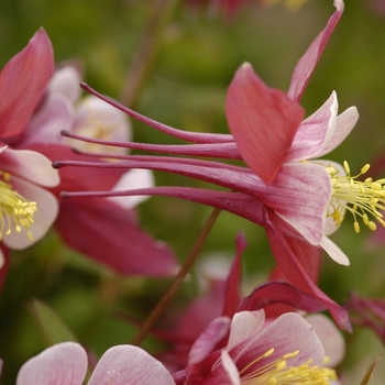 Aquilegia 'Spring Magic Rose & Ivory' 