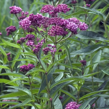 Asclepias incarnata 'Cinderella' 