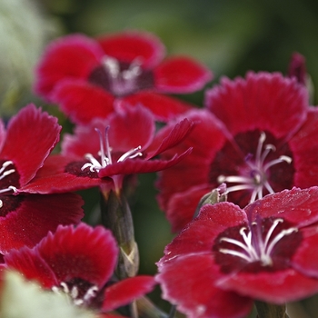 Dianthus 'Red Dwarf'