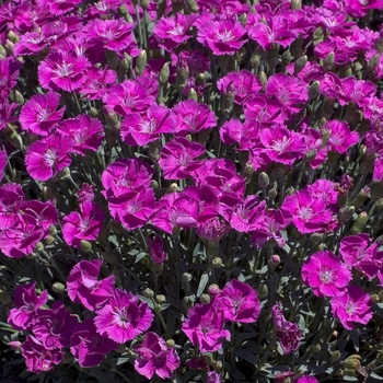 Dianthus 'Shooting Star'