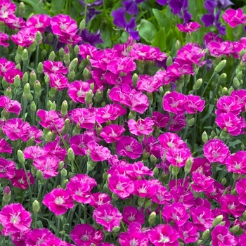 Dianthus 'Shooting Star' (000373)