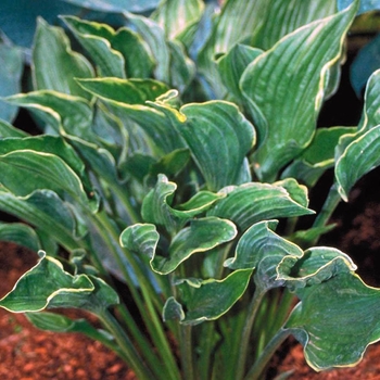 Hosta 'Praying Hands' 