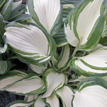 Hosta 'Dancing in the Rain' PPAF