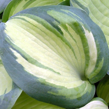 Hosta 'Eskimo Pie' PPAF