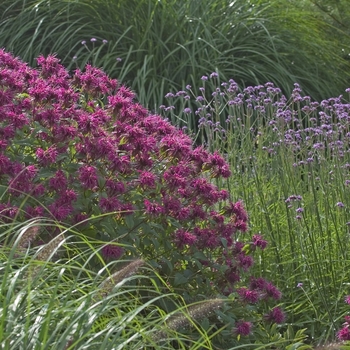 Monarda 'On Parade'