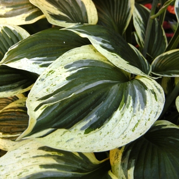 Hosta 'Independence' 17044