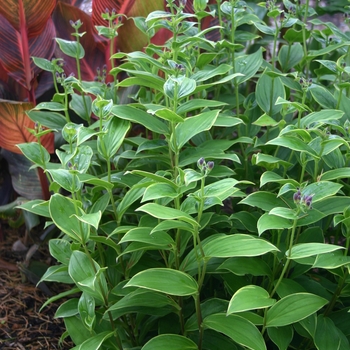 Tricyrtis formosana 'Gilt Edge'