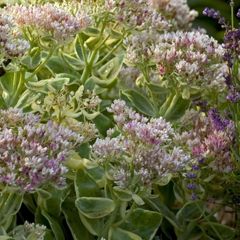 Sedum spectabile 'Pink Chablis'