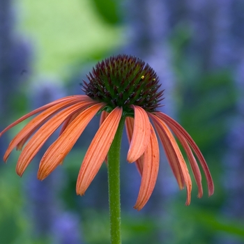 Echinacea 'Orange Meadowbrite™' 'Art's Pride' PP15090