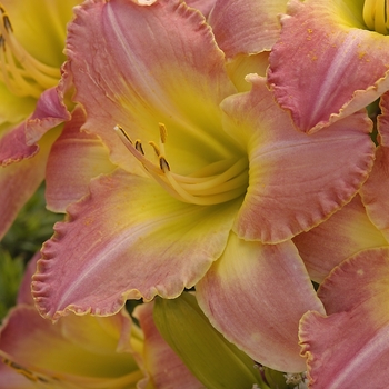 Hemerocallis 'Country Melody'