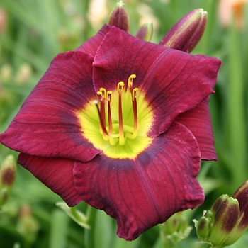 Hemerocallis 'Royal Occasion' 