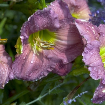 Hemerocallis 'Siloam Lilac Magic'