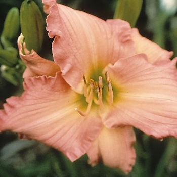 Hemerocallis 'Ultimate Pink'