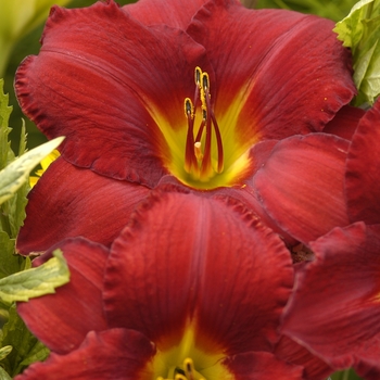 Hemerocallis 'James Marsh'