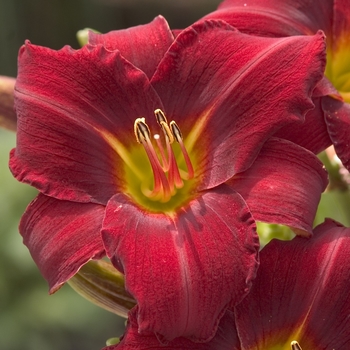 Hemerocallis 'Miracle Maid'