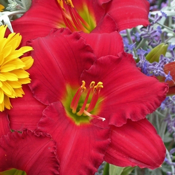 Hemerocallis 'Woodside Ruby' 