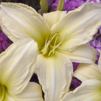 Hemerocallis 'Lime Frost'