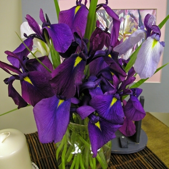 Iris ensata