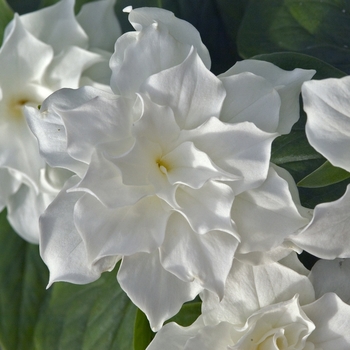 Trillium grandiflorum 'Plenum' 