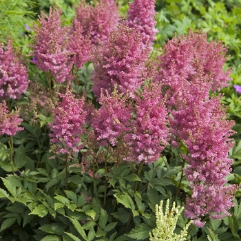 Astilbe x arendsii 'Federsee'