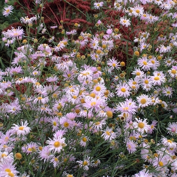 Boltonia asteroides 'Pink Beauty'