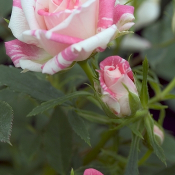 Rosa 'Peppermint Stick' 