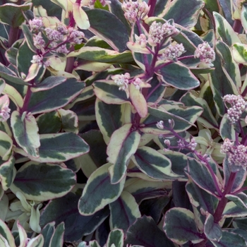 Sedum telephium 'Samuel Oliphant'