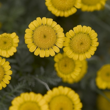 Anthemis tinctoria 'Charme' PPAF