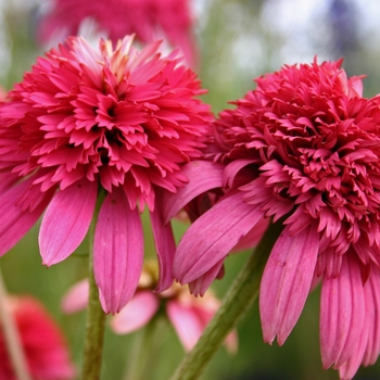 Echinacea purpurea 'Razzmatazz'