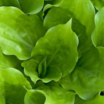 Hosta 'Looking Glass' 